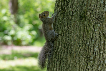 Fototapeta premium Young Eastern gray squirrels ( Sciurus carolinensis) looking for food in park