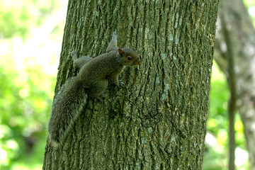 Young Eastern gray squirrels ( Sciurus carolinensis) looking for food in park