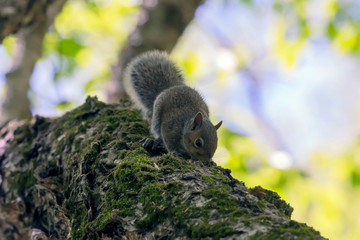 Young Eastern gray squirrels ( Sciurus carolinensis) looking for food in park