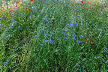 Blaue Wildblumen am Feldrand