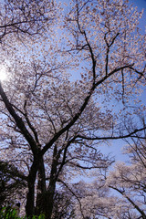 Cherry blossom at spring time in Kyoto, Japan