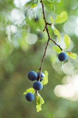 CLOSE-UP GROUP OF WILD BLACKTHORN OR SLOE BERRIES HANGING ON THE BRANCH DEFOCUSED BACKGROUND