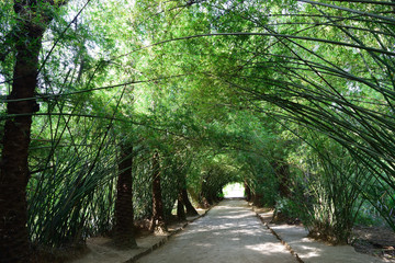 竹の散歩道
