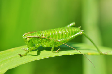 Green grasshopper's in the grass.