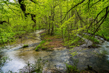 Fototapeta na wymiar Montenegro, Crystal clear water of river system flowing through green virgin forest or rain forest of biogradska gora national park
