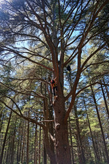 Fototapeta premium arbre cèdre 