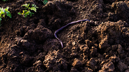 Red worm is moving in the fertile soil, are used to fertilize the soil and make it good for crops....