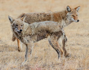 Breeding Pair of Wild Coyote in a Field of Grass