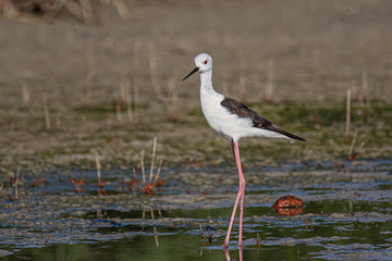 Black-winged Stilt