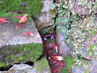 A crab hiding in stones zoom down
