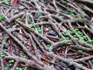 Old tree roots and young plants