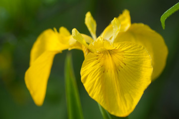 Yellow garden iris