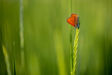 Lycaena thersamon or lesser fiery copper or red butterfly on a blade of grass