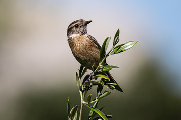 Stonechat - Female