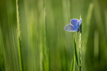 Polyommatus icarus or common blue butterfly on a blade of grass