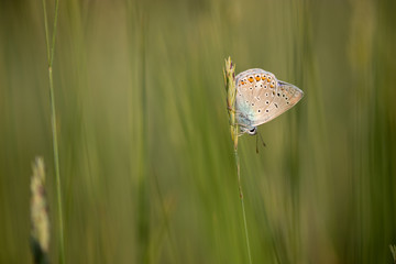 Polyommatus icarus or common blue butterfly on a blade of grass on green nature backround