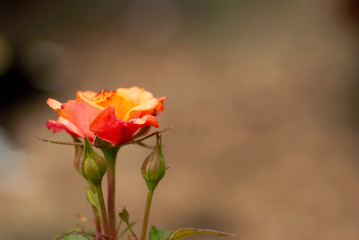 Fototapeta premium Coral and Orange Rose