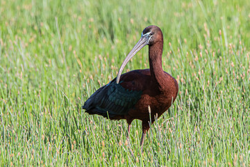 Glossy Ibis