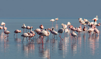 flock of birds african pink flamingo walking on the blue salt lake of Namibia