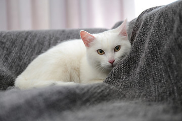 Adorable cat on sofa looking into camera indoors