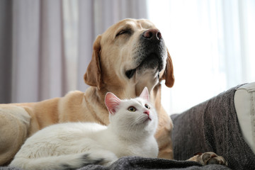 Adorable dog and cat together on sofa indoors. Friends forever