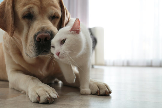 Adorable dog and cat together on floor indoors, closeup with space for text. Friends forever