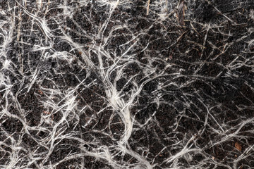Closeup view of grass roots in soil as background