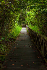 Fototapeta na wymiar Boardwalk in dense rainforest Borneo Malaysia