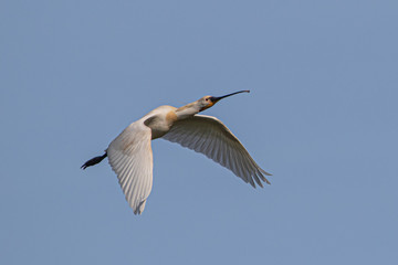 Spoonbill