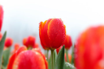 beautiful red tulip flowers with water droplets on it