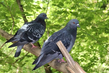 Pigeons on a tree branch