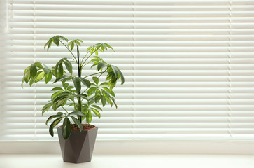 Beautiful potted plant on sill near window blinds, space for text