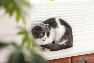 Cute fluffy cat on sill near window blinds