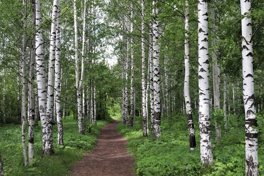The road through the birch forest