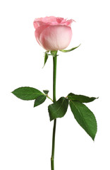 Beautiful blooming pink rose on white background