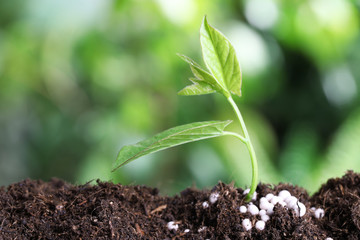 Fresh growing plant and fertilizer on soil against blurred background, space for text. Gardening time