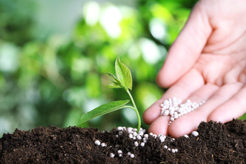 Woman fertilizing plant in soil against blurred background, closeup with space for text. Gardening...