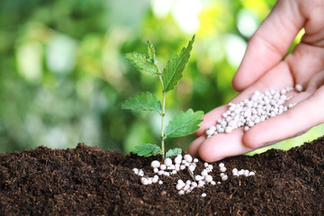 Woman fertilizing plant in soil against blurred background, closeup with space for text. Gardening time