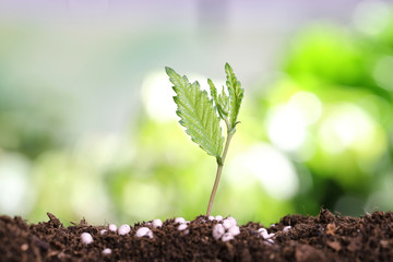 Growing plant and fertilizer on soil against blurred background. Gardening time