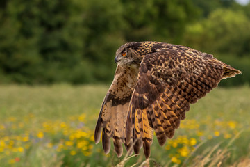 Eagle owl  (Bubo bubo)