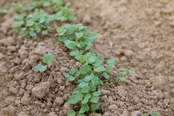 Shoots of arugula grass (Eruca vesicaria, Eruca sativa) outdoors. Young Eruca sativa, rucola seedlings. Young fresh green arugula sprouts (Eruca vesicaria), on the soil background. Agriculture plantin