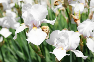 Beautiful bright irises in garden on sunny day. Spring flowers