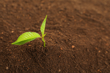 Young plant in fertile soil, space for text. Gardening time