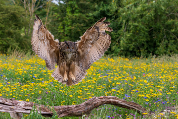 Eagle owl  (Bubo bubo)