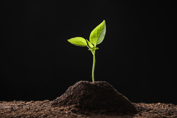 Young seedling in soil on black background