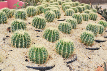 Fototapeta na wymiar cactus in sand and stone, grusonii setispinus