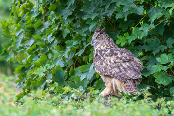 Eagle owl  (Bubo bubo) perched
