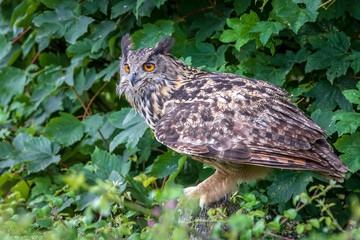 Eagle owl  (Bubo bubo) perched