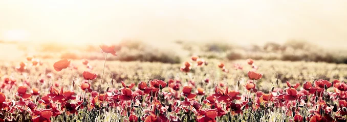Fototapeten Beautiful nature, beautiful landscape, flowering poppy flower in meadow © PhotoIris2021