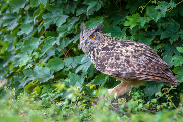 Eagle owl  (Bubo bubo) perched